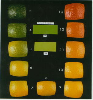 fruit color scale